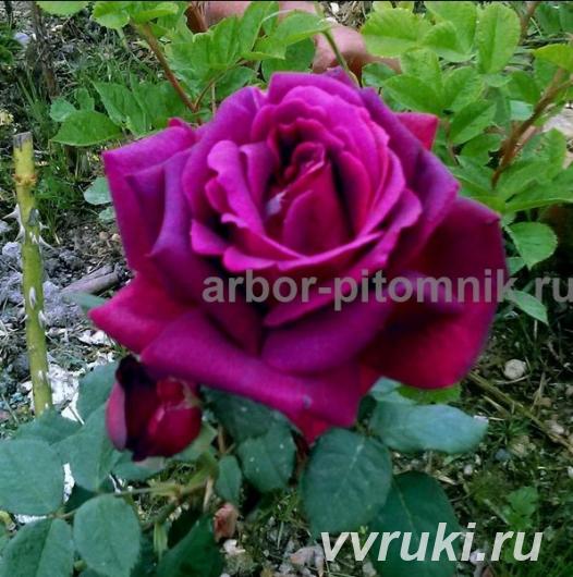 Саженцы кустовых роз из питомника, каталог роз в большом ассортименте  ...
