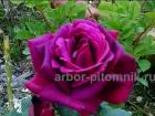 Саженцы кустовых роз из питомника, каталог роз в большом ассортименте  ...